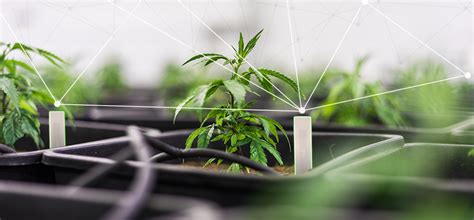 cannabis tracking rfid|From Seed to Sale: How RFID Is Strea.